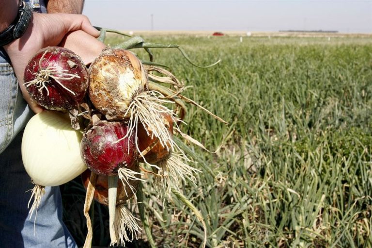 La cebolla: sus beneficios y propiedades nutricionales