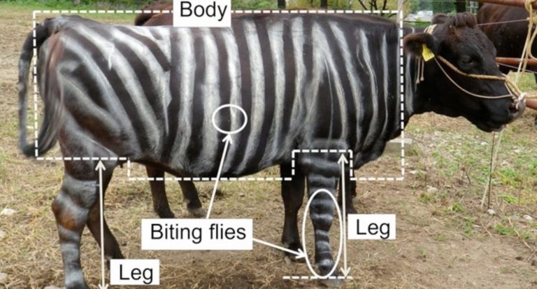 Pintan vacas como cebras como alternativa sostenible a pesticidas