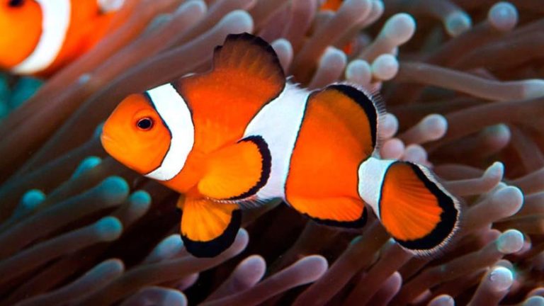 Parece que el pez payaso tampoco se salvará del cambio climático