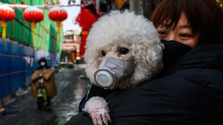 Mascotas no son fuentes de contagio de covid-19