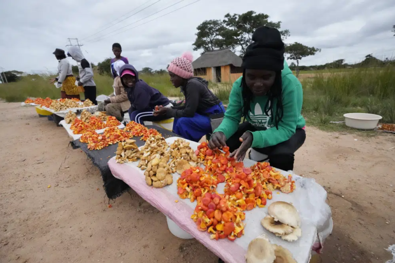 Lluvias en Zimbabue traen consigo bonanza de hongos