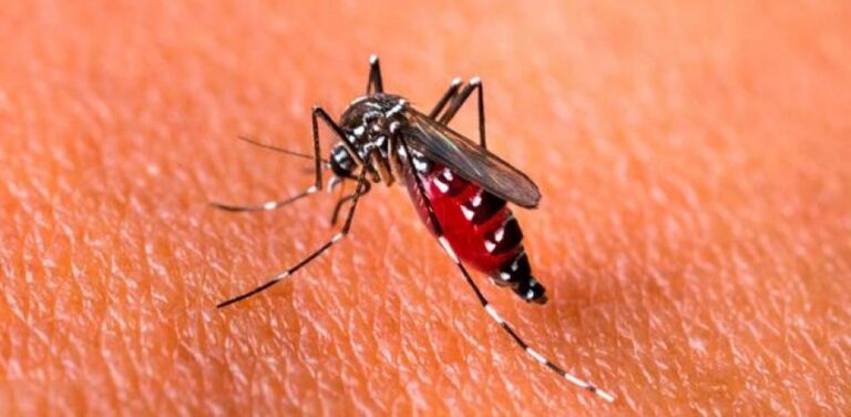 Registran 3,226 casos de dengue en niños y adultos