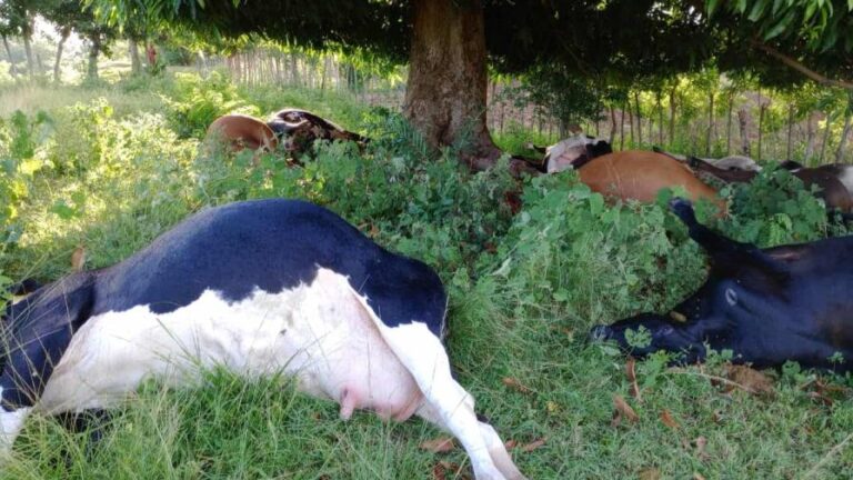 Rayo mata 17 reses en finca de Loma de Cabrera