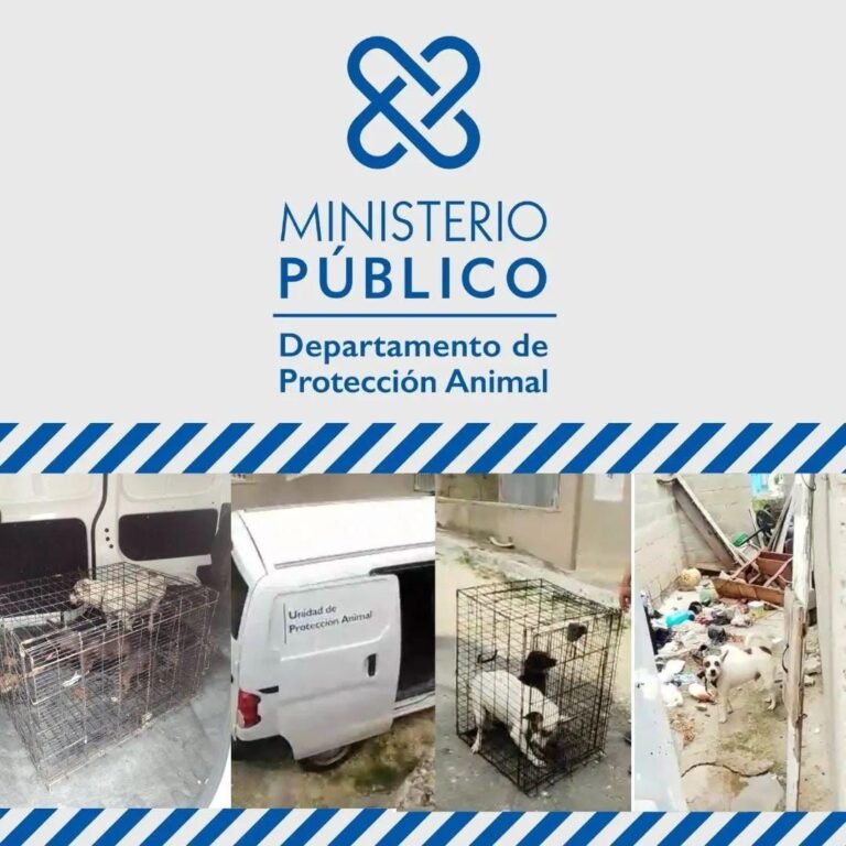 FEDDA denuncia el Ministerio Público desmanteló el Departamento de Protección Animal