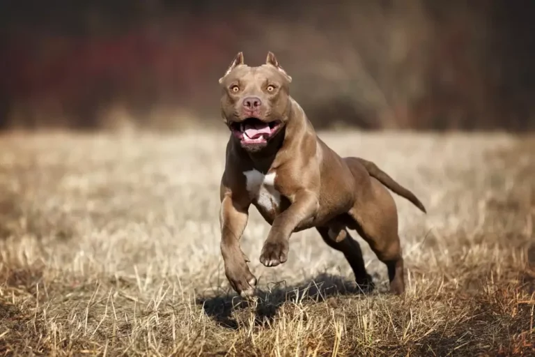 FEDDA lanza campaña sobre pitbulls, «El problema no es la raza, es la crianza´´