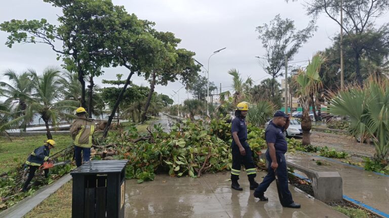 Bomberos y brigadas operativas de la Alcaldía del DN retiran árboles caídos y recuperan zonas afectadas