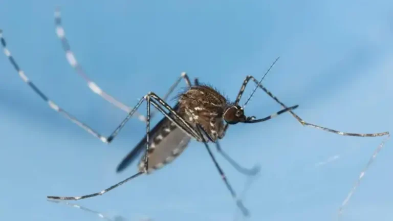 MSP resalta importancia de prevenir enfermedades transmitidas por mosquitos