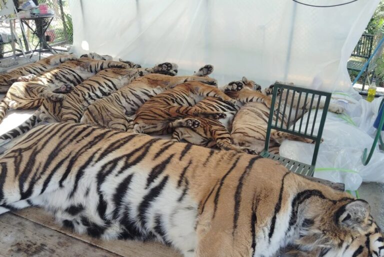 Mueren 72 tigres en una reserva en Tailandia; funcionarios descartan gripe aviar